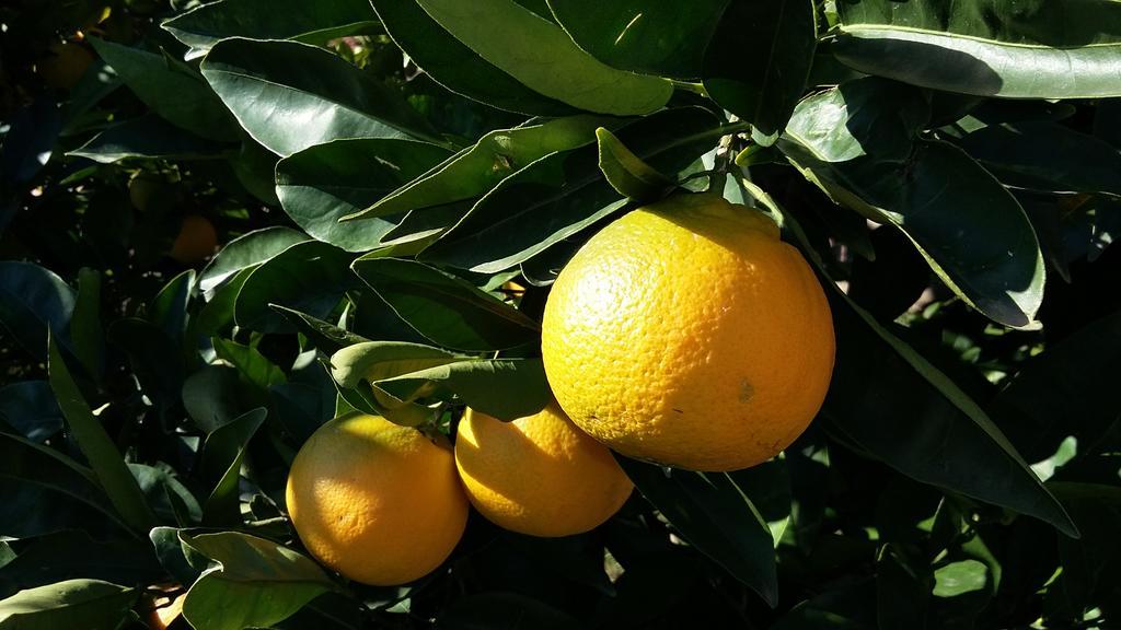 Apartment Orange tree Portorož Buitenkant foto